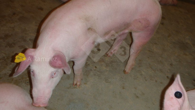 Foto 1: Cerdo con las orejas y el abdomen rojos&nbsp;(hiper&eacute;micos) que sugieren enfermedad sist&eacute;mica.
